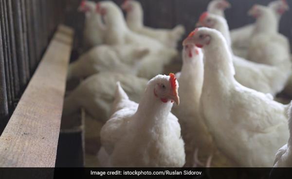 WHO Co<em></em>nfirms First Human Death Of Bird Flu In Mexico