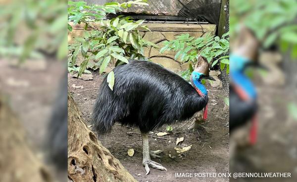 Australia's Fearsome 'Modern-Day' Dinosaur Bird Stares Down Extinction