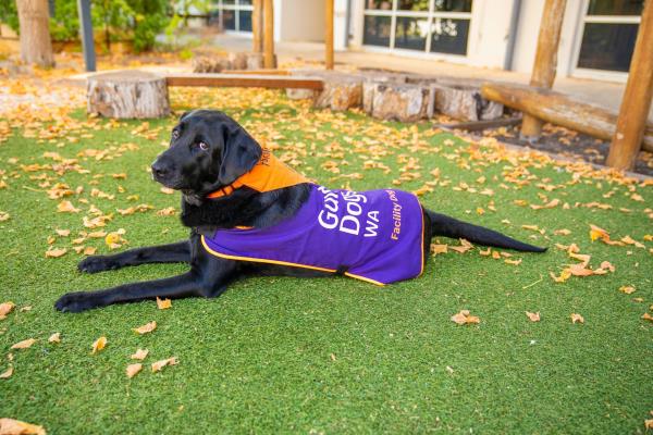 Winston, a justice facility dog trained by Guide Dogs WA